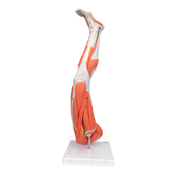 3B Human Left Leg Model